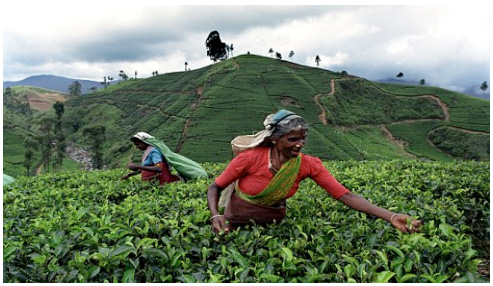 Sri lanka Buddhist Tours