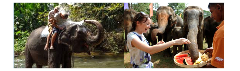 Pinnawala Elephant orphanage 